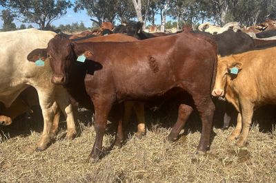 540 HGP Free Steers & Spayed Heifers