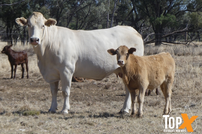A+ 233 CROSSBRED COWS & 222 SANTA X CALVES