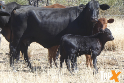 A+ 233 CROSSBRED COWS & 222 SANTA X CALVES