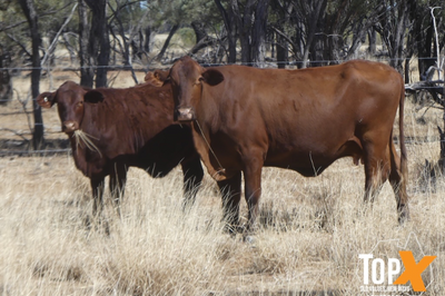 A+ 233 CROSSBRED COWS & 222 SANTA X CALVES