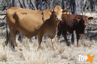A+ 233 CROSSBRED COWS & 222 SANTA X CALVES