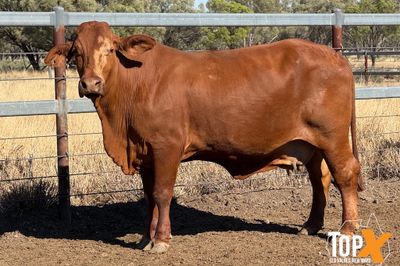 45 XBRED COWS PTIC TO SANTA BULLS