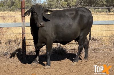 45 XBRED COWS PTIC TO SANTA BULLS