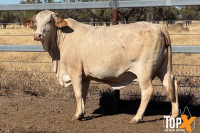 45 XBRED COWS PTIC TO SANTA BULLS