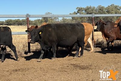 45 XBRED COWS PTIC TO SANTA BULLS