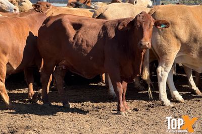 45 XBRED COWS PTIC TO SANTA BULLS
