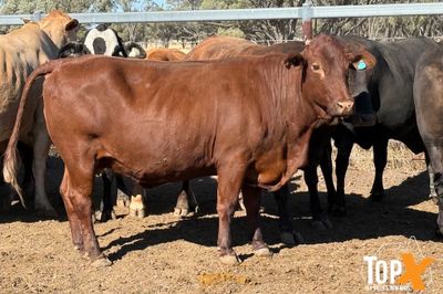 45 XBRED COWS PTIC TO SANTA BULLS
