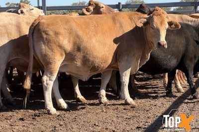 45 XBRED COWS PTIC TO SANTA BULLS