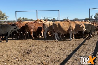 45 XBRED COWS PTIC TO SANTA BULLS