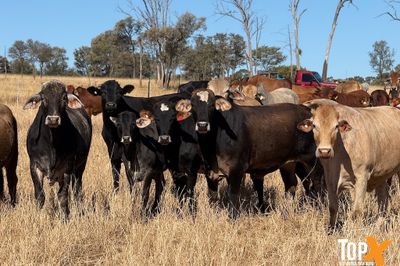 69 COWS X 60 CALVES CHANCE TO BLACK SIMM BULLS