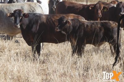 69 COWS X 60 CALVES CHANCE TO BLACK SIMM BULLS