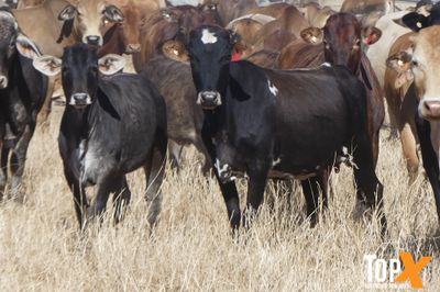 69 COWS X 60 CALVES CHANCE TO BLACK SIMM BULLS