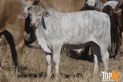 69 COWS X 60 CALVES CHANCE TO BLACK SIMM BULLS
