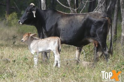 3 DECKS - BRAHMAN COWS & CALVES