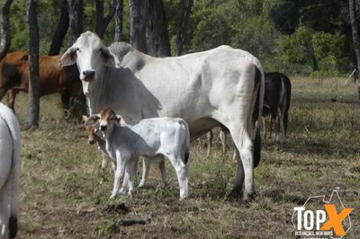 3 DECKS - BRAHMAN COWS & CALVES