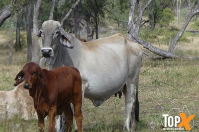 3 DECKS - BRAHMAN COWS & CALVES