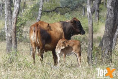 3 DECKS - BRAHMAN COWS & CALVES
