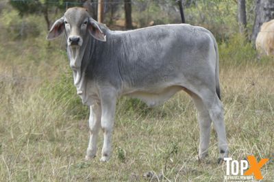 3 DECKS - BRAHMAN COWS & CALVES
