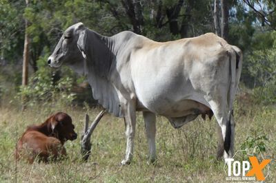 3 DECKS - BRAHMAN COWS & CALVES