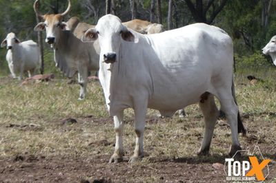 3 DECKS - BRAHMAN COWS & CALVES