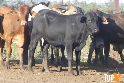A+ 250 BACKGROUNDER STEERS