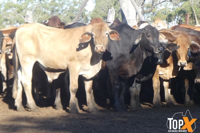 A+ 250 BACKGROUNDER STEERS
