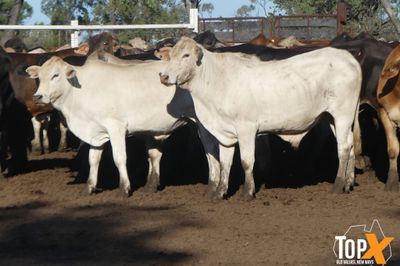 A+ 250 BACKGROUNDER STEERS
