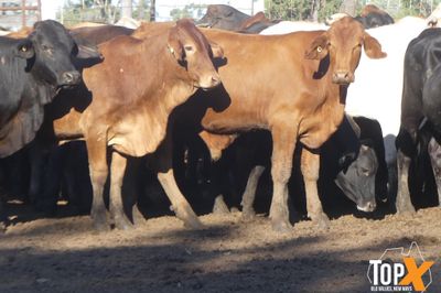 A+ 250 BACKGROUNDER STEERS