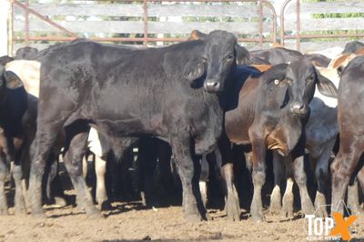 A+ 250 BACKGROUNDER STEERS