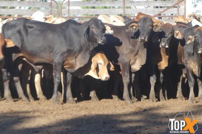A+ 250 BACKGROUNDER STEERS