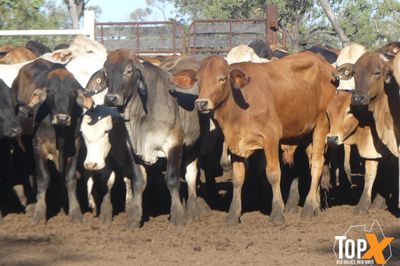 A+ 250 BACKGROUNDER STEERS