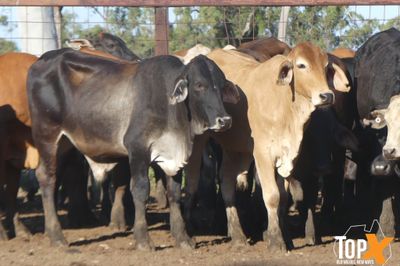 A+ 250 BACKGROUNDER STEERS