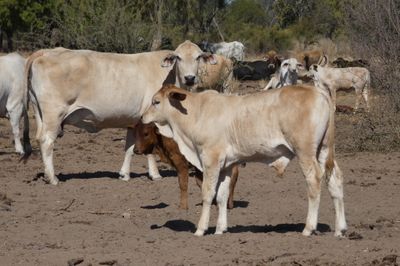 Approx. 300-350 VGQ Composite Cows and Calves