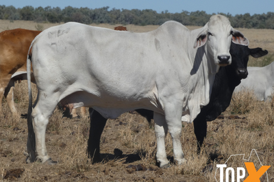 72 PTIC Cows