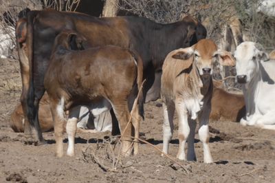 Approx. 300-350 VGQ Composite Cows and Calves