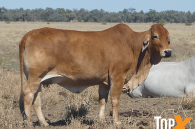 72 PTIC Cows