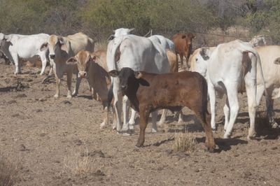 Approx. 300-350 VGQ Composite Cows and Calves