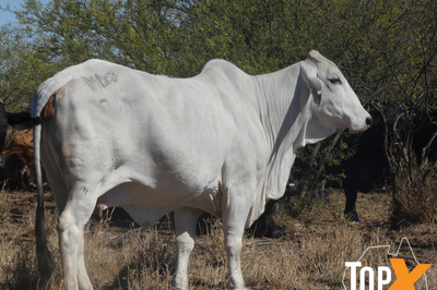 72 PTIC Cows