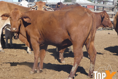 87 VET PTIC CROSSBRED COWS