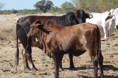 Approx. 300-350 VGQ Composite Cows and Calves