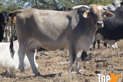 72 PTIC Cows