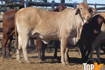 87 VET PTIC CROSSBRED COWS