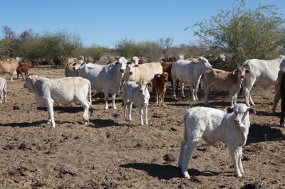 Approx. 300-350 VGQ Composite Cows and Calves