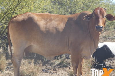 72 PTIC Cows