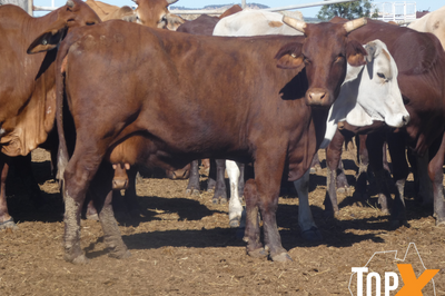 87 VET PTIC CROSSBRED COWS