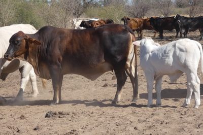 Approx. 300-350 VGQ Composite Cows and Calves