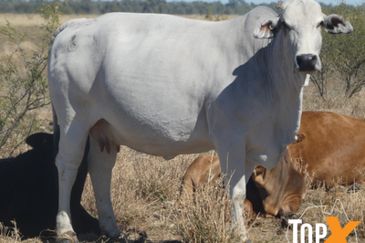 72 PTIC Cows