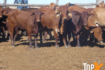 87 VET PTIC CROSSBRED COWS