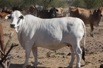 Approx. 300-350 VGQ Composite Cows and Calves