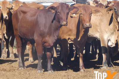 87 VET PTIC CROSSBRED COWS